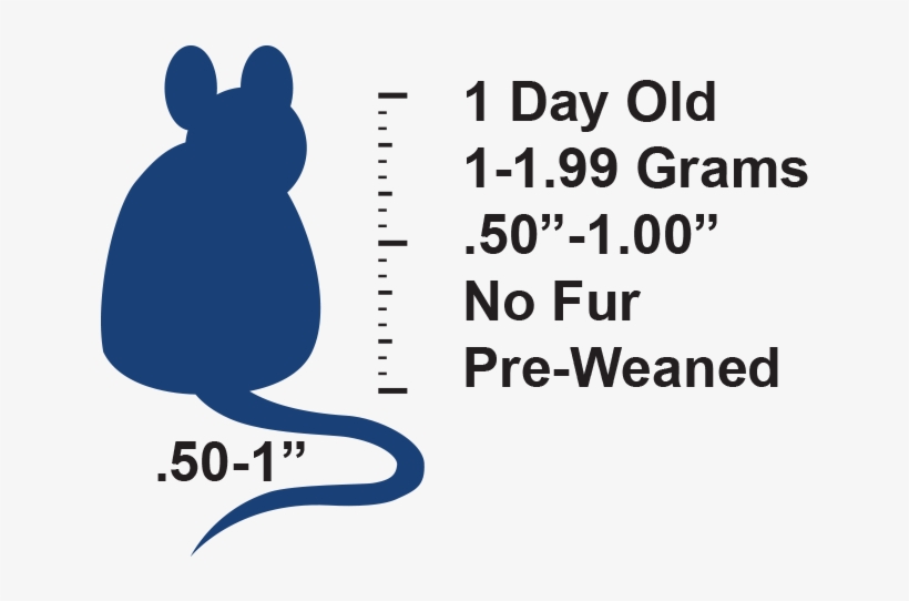 Rat, transparent png download