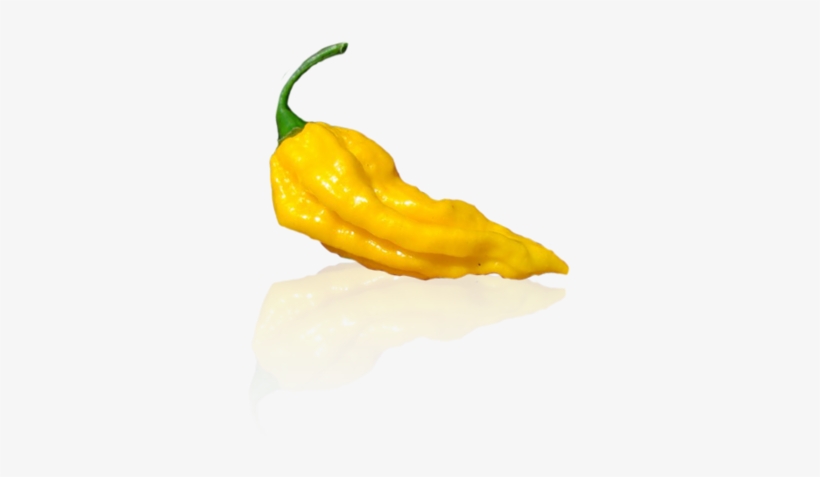 Gallery Small Bhut Jolokia Yellow - Cartoon Scotch Bonnet Pepper Png, transparent png download