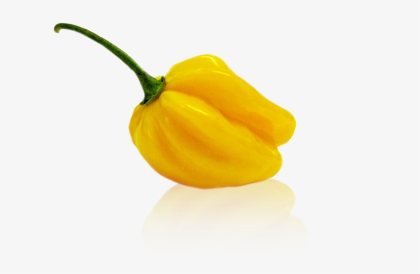 Gallery Small Habanero Yellow Big Sun - Yellow, transparent png download