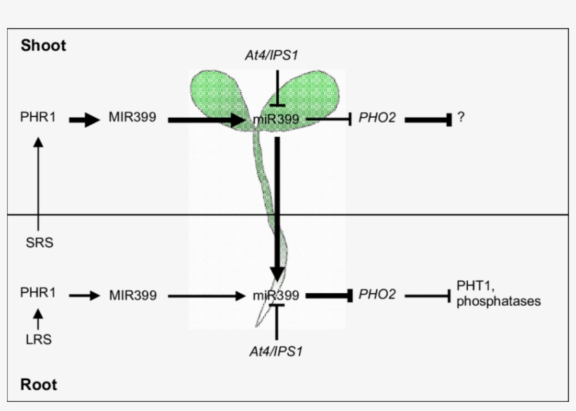 Mir399 Is Transcribed Upon Phosphate Starvation By, transparent png download
