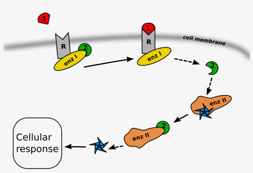 Second Messenger Pathway, transparent png download