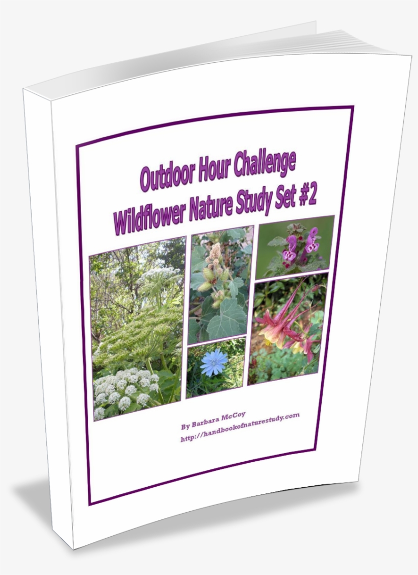 Ohc Wildflower Set 2 @handbookofnaturestudy, transparent png download