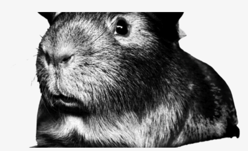 Zeus Invades China, transparent png download