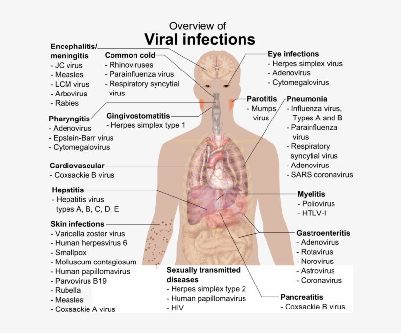 251 × 240 Pixels, transparent png download