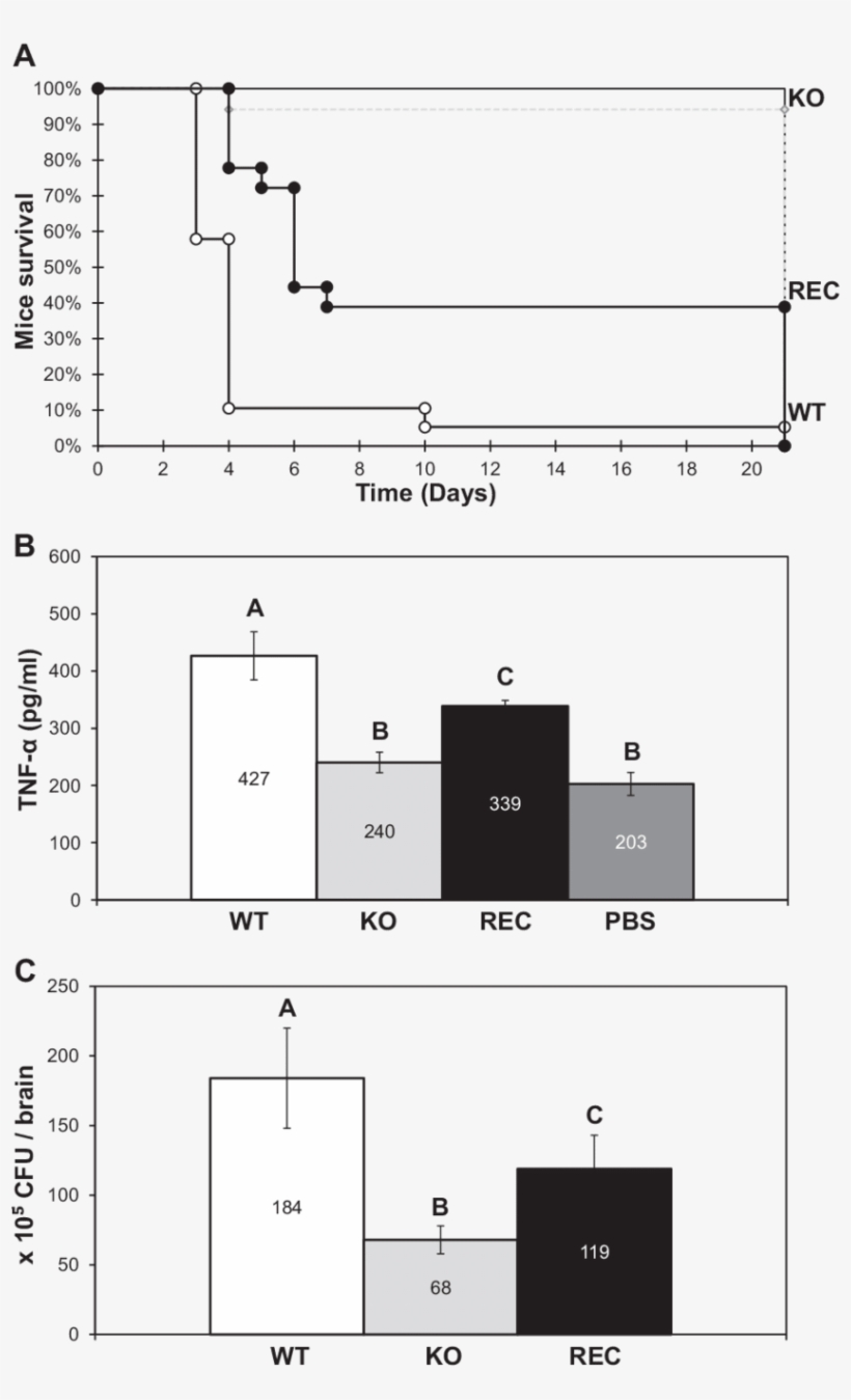 Effects Of On Dba, transparent png download
