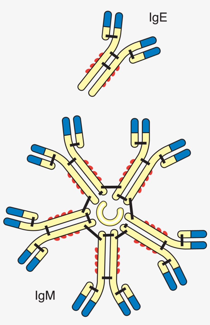 Zoom, transparent png download