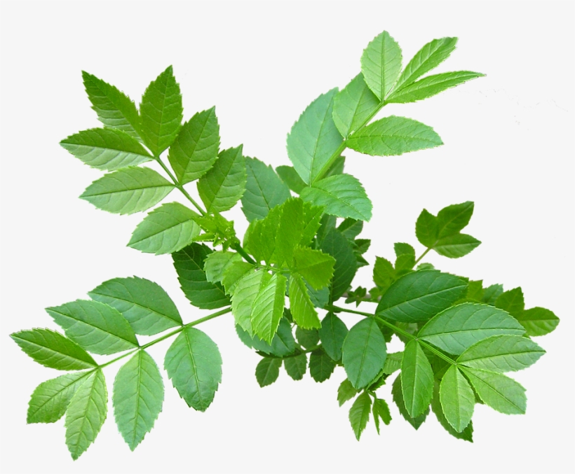 Leaves, Ash Tree, New, Shoots, transparent png download