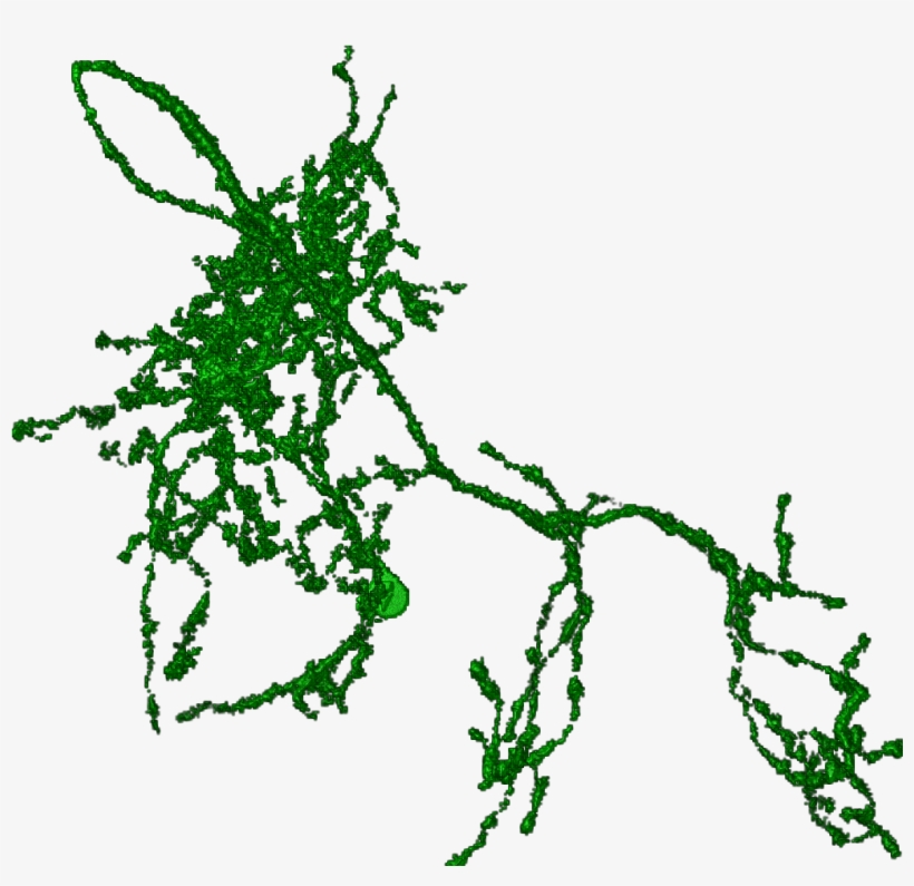 Neuron Png, transparent png download