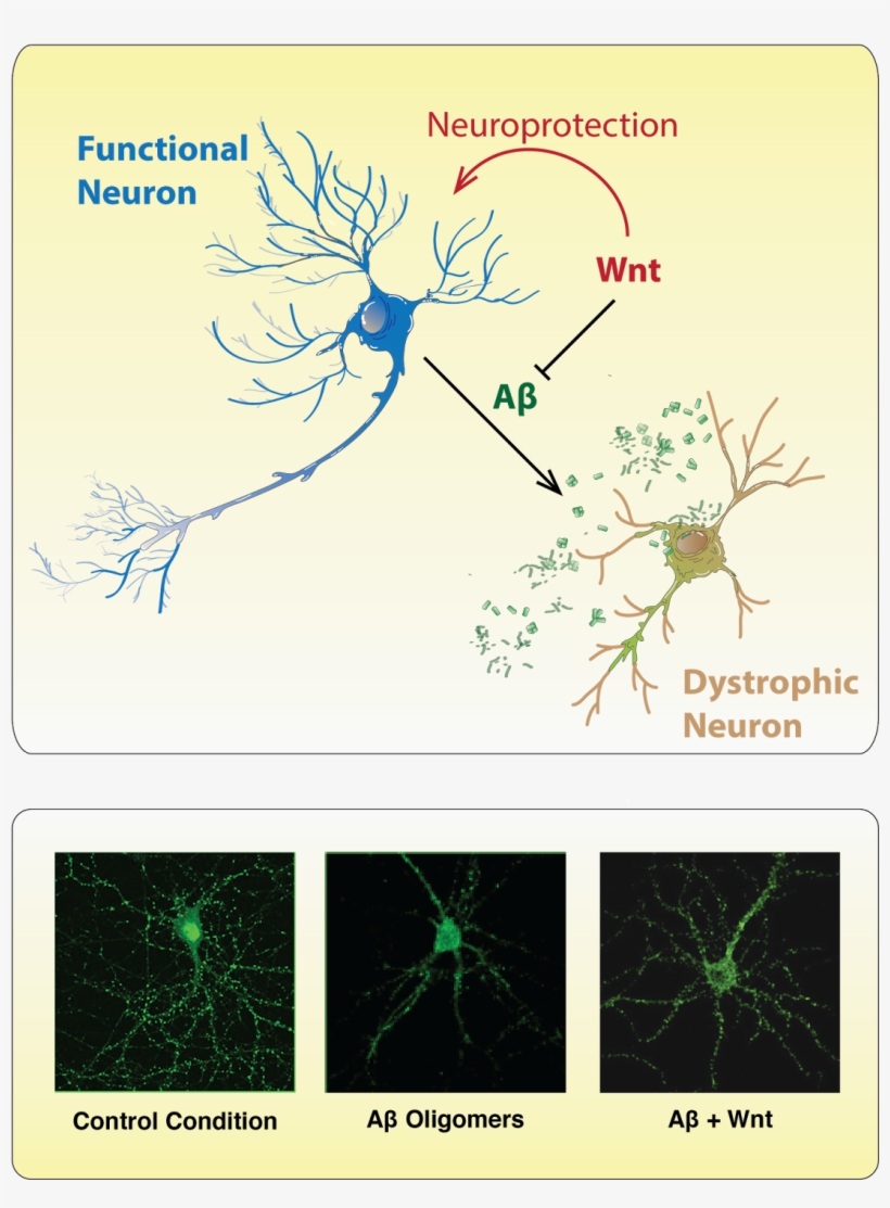 By Unknown, transparent png download