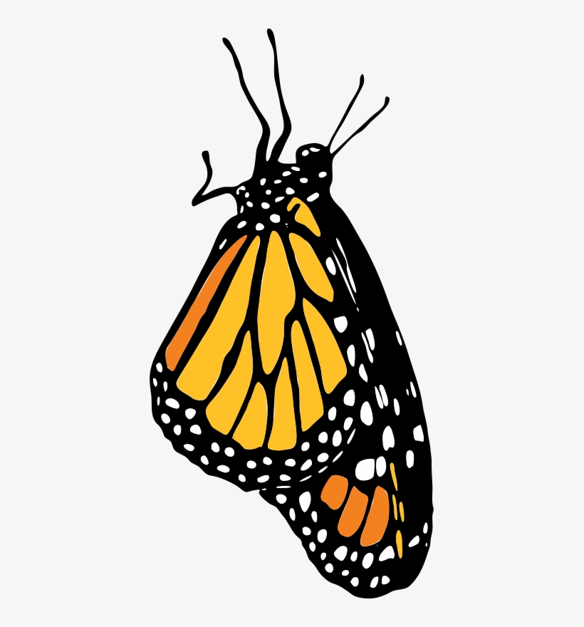 Monarch Png, transparent png download