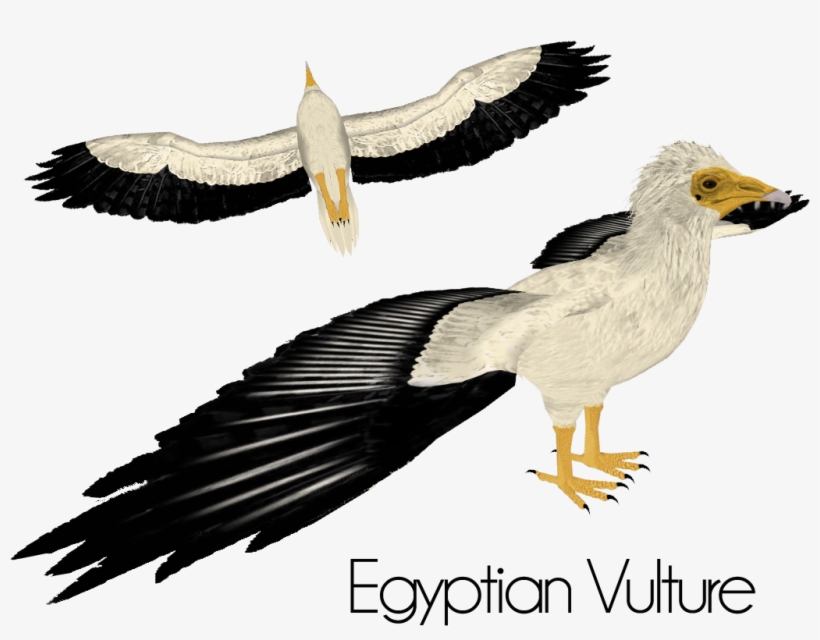 Egyptian Vulture, transparent png download