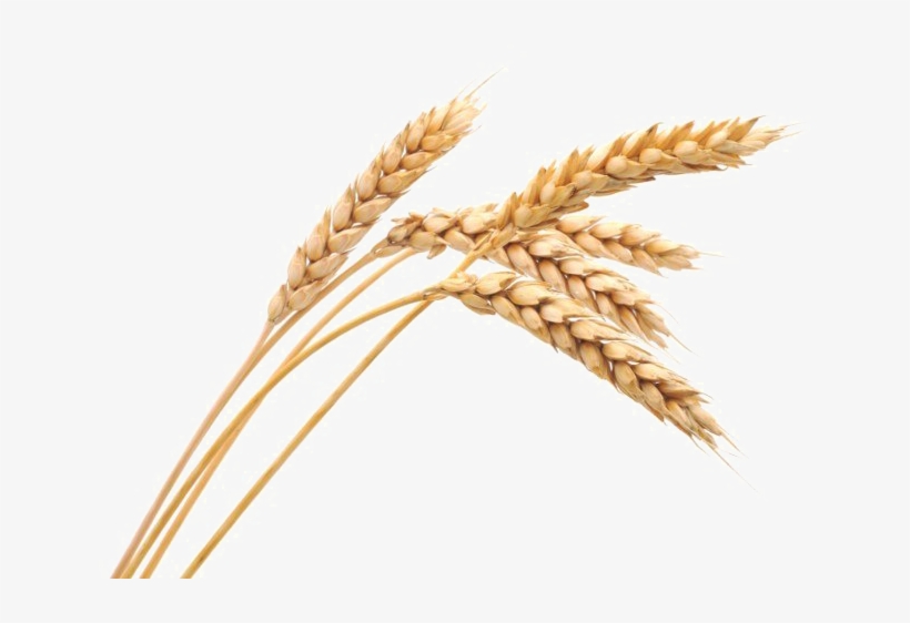 Harvested Wheat Png Image, transparent png download