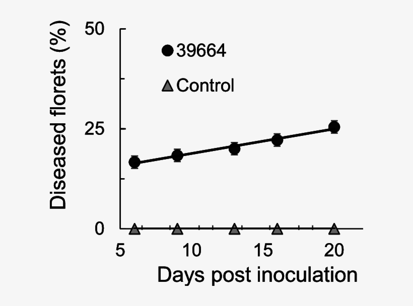 Fusarium Praegraminearum Virulence In Wheat, transparent png download