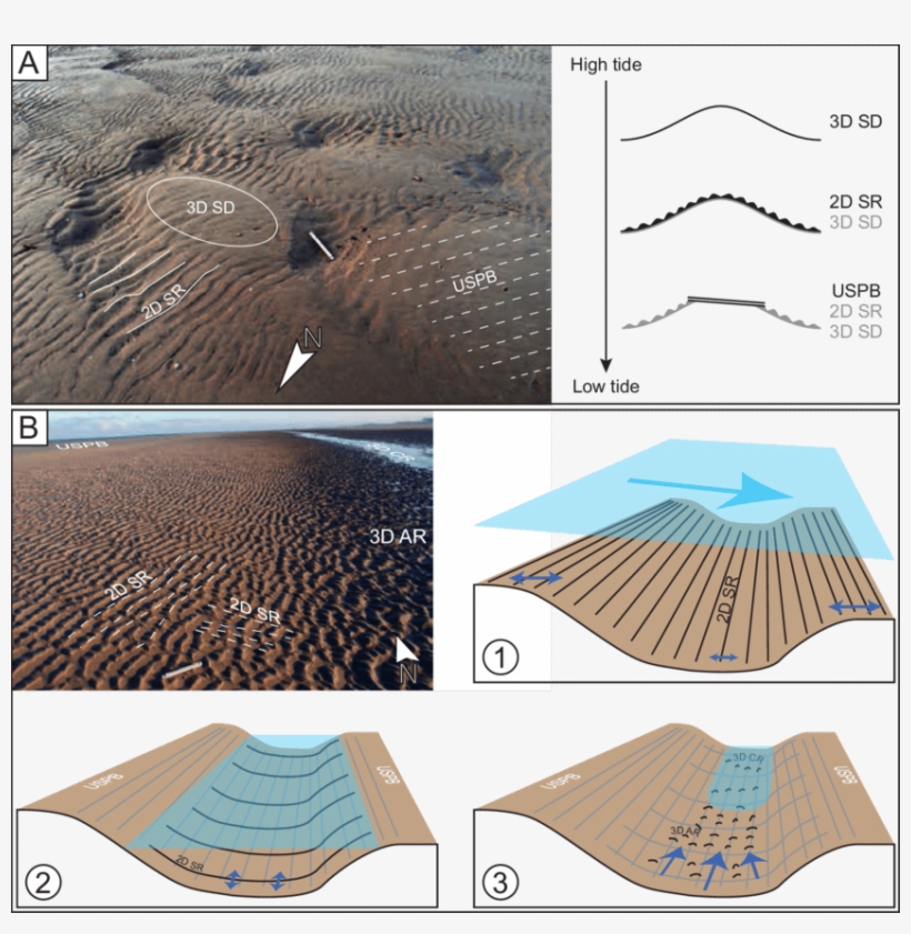Bedform Succession Observed Close To The Shoreline, transparent png download