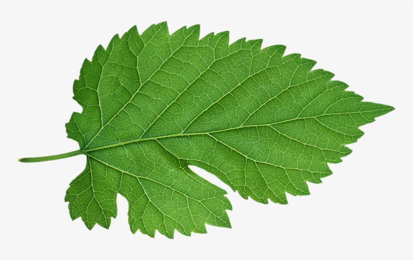 Jardin L' Amour, transparent png download