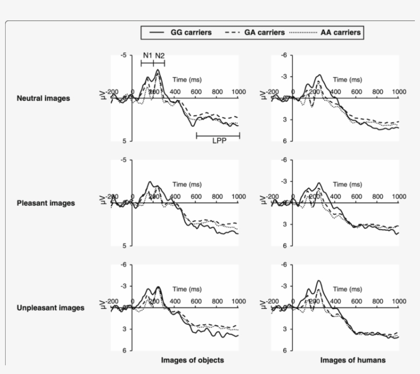 Grand Averaged Event Related Potential In Centro Parietal, transparent png download