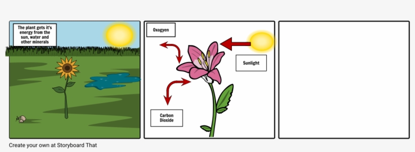 Photosynthesis, transparent png download