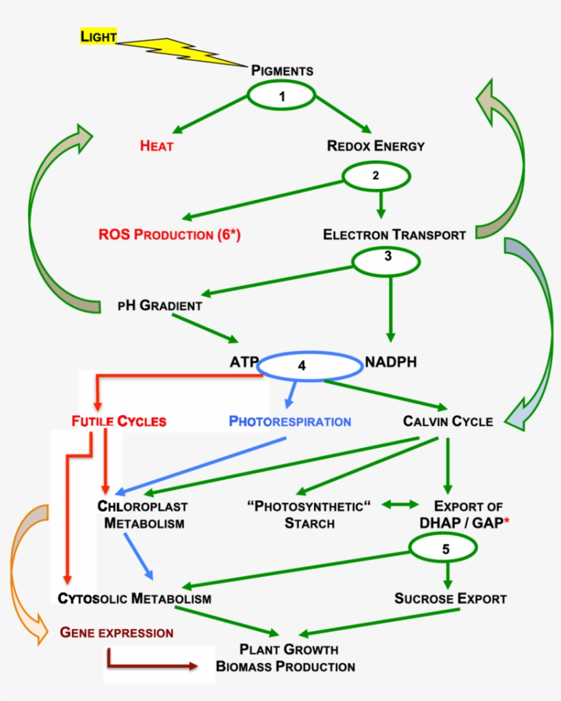 Energy And Metabolite Flow In Photosynthesis, transparent png download