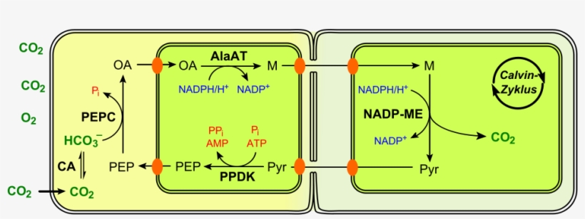 C4 Photosynthesis, transparent png download