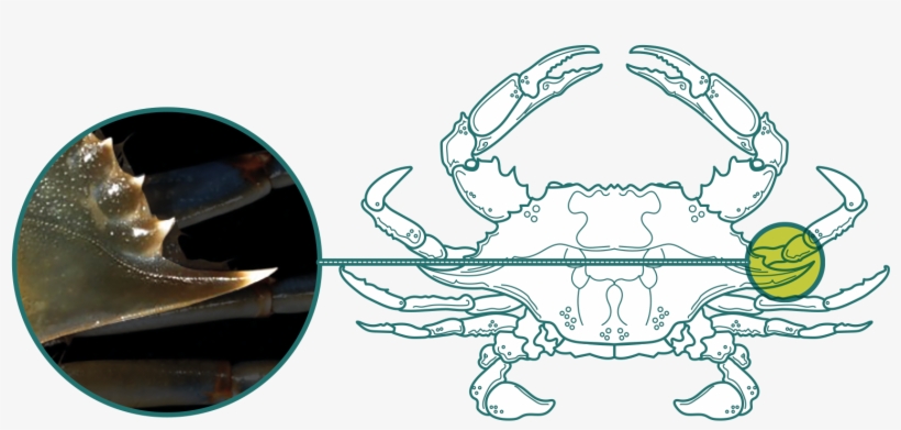 El 9º Diente Es Mucho Más Largo Que El Resto, transparent png download