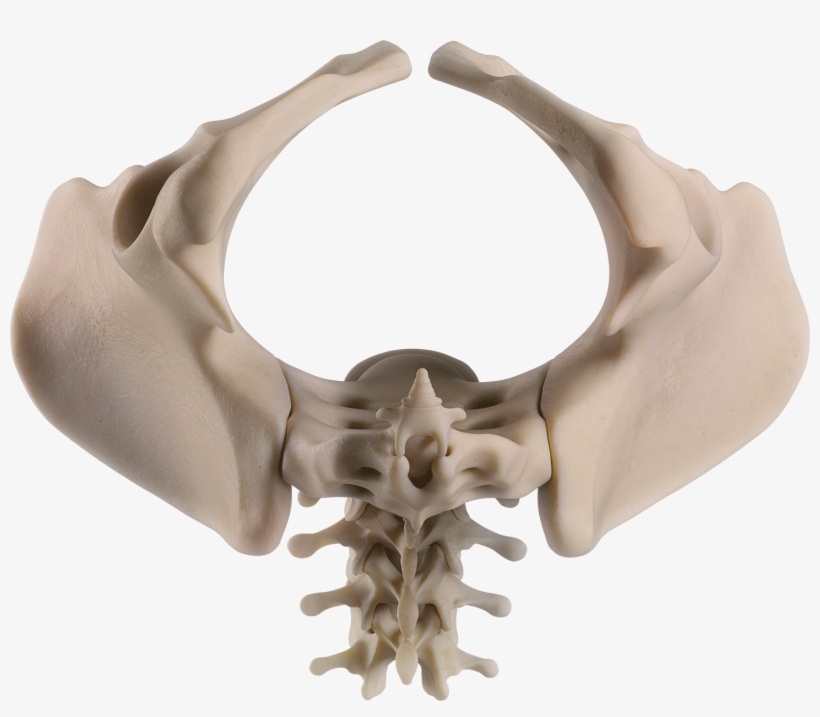 Female, transparent png download