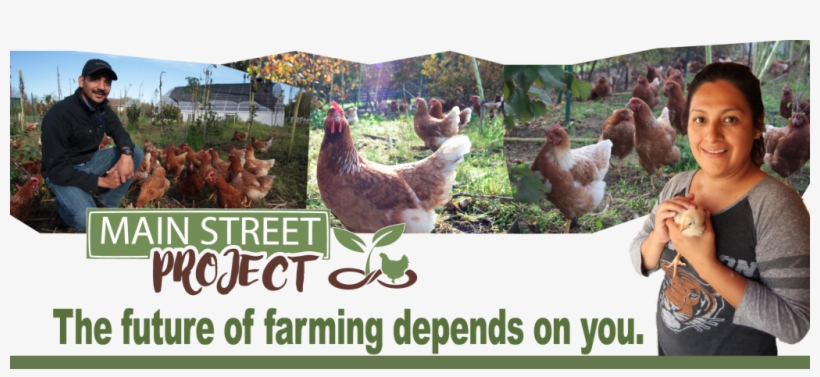 Chicken Csa Web Footer Sustainable Food Regenerative, transparent png download