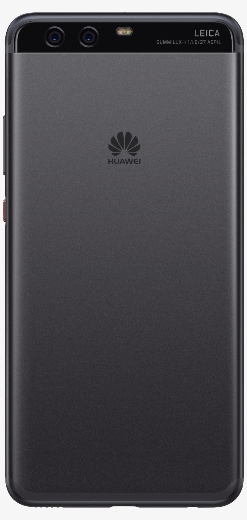 San Black Back Lag, transparent png download