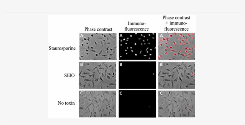 Selo Do Not Induce Cell Apoptosis, transparent png download