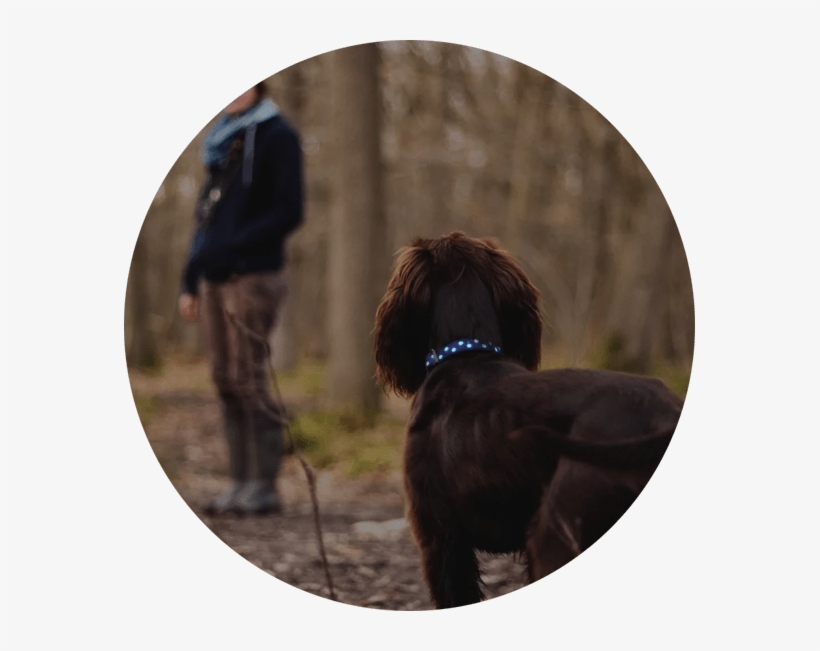 Dog Walking, transparent png download