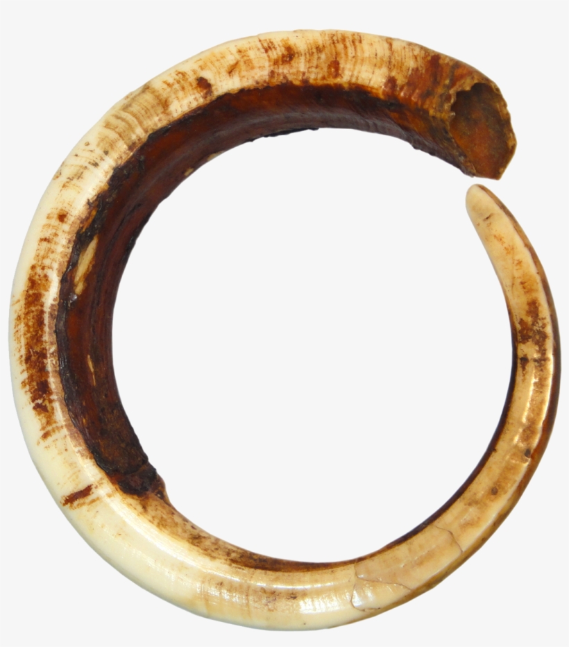 Papua New Guinea, North-east Coast, Full Circle Boar, transparent png download