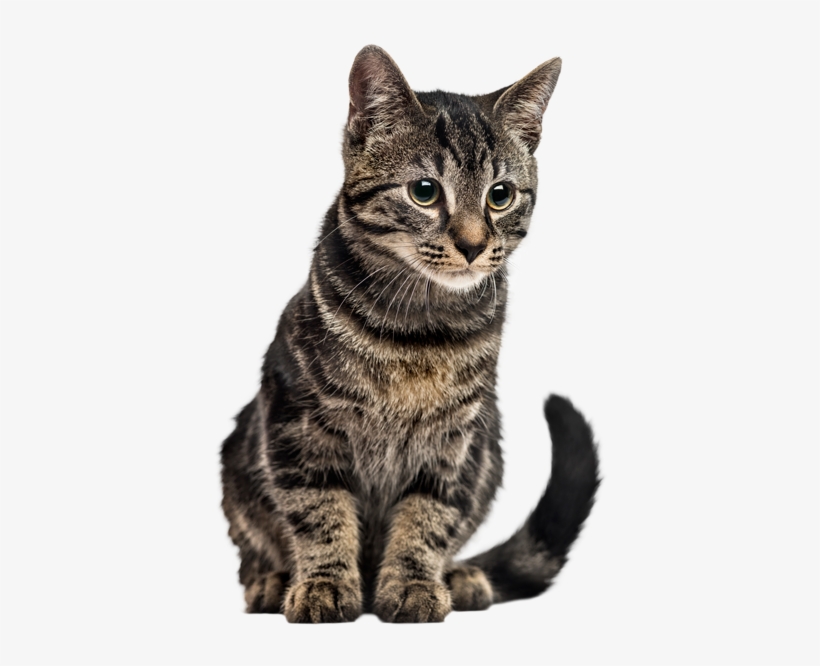 The Cat's Meow, transparent png download