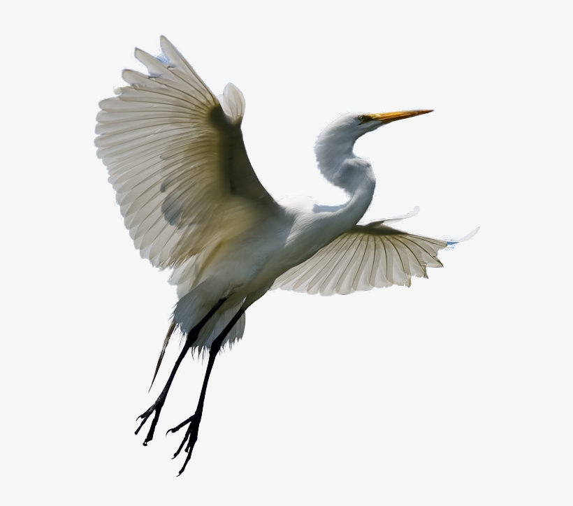 Heron Transparent Background, transparent png download