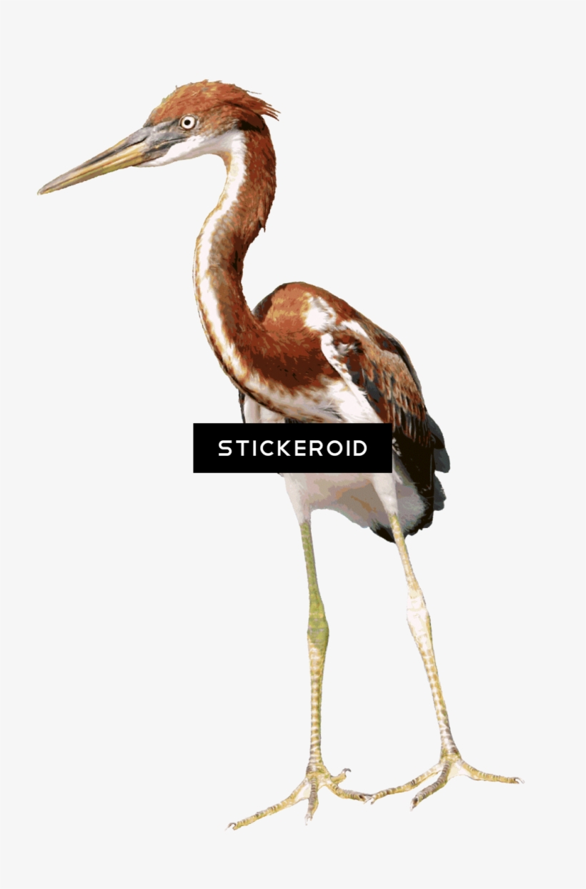 Heron Birds, transparent png download