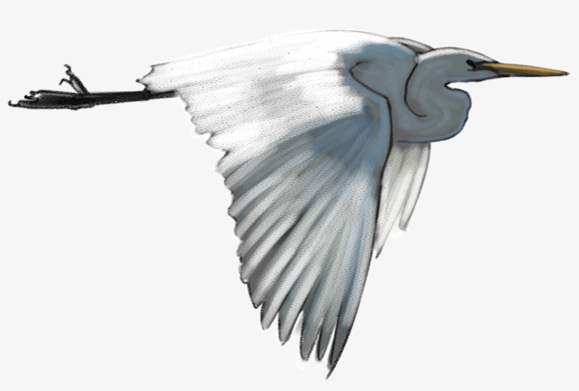 White-heron, transparent png download