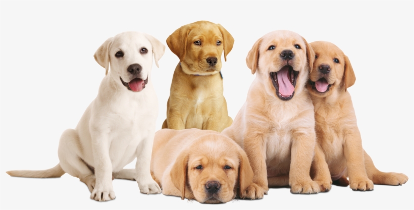 Flagacan Cachorros, transparent png download