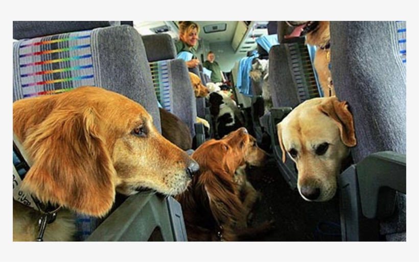 Perritos Png, transparent png download