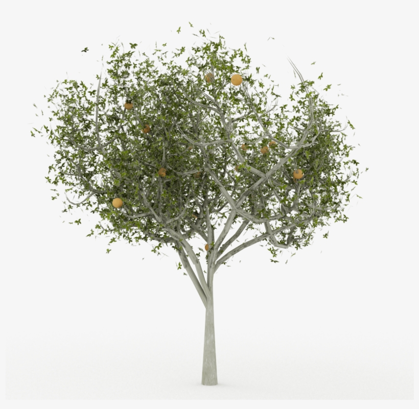 Oranger, transparent png download