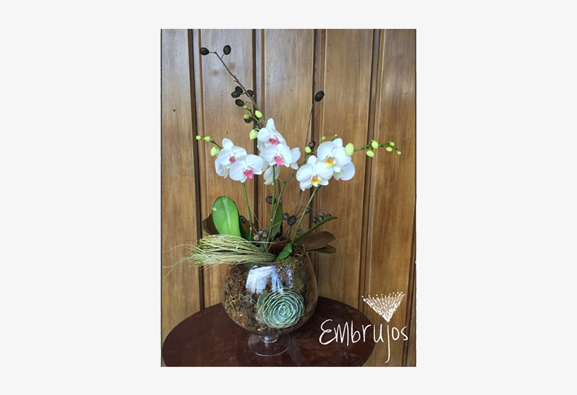 Planta Orquídea/suculentas, transparent png download