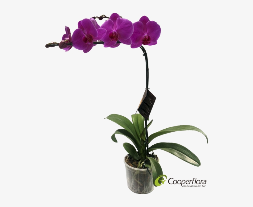 Vaso Orquidea Phalaenopsis, transparent png download