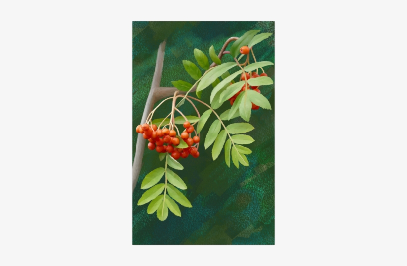 Rowan, transparent png download