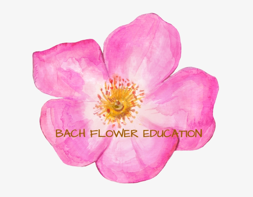 Flower Essence Classes And Training - Virginia Rose, transparent png download