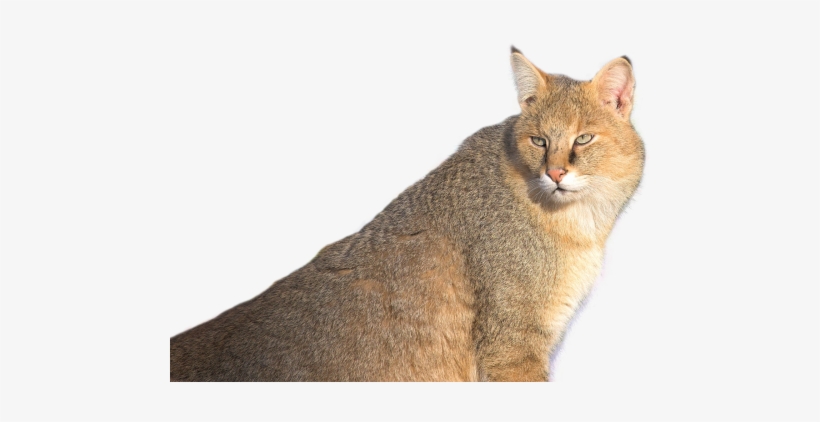 Jungle Cat Png Transparent Image - Jungle Cat Png, transparent png download