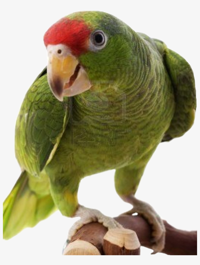 Download All Parrots Png Images And Transparent's To - Amazon Parrot Png, transparent png download