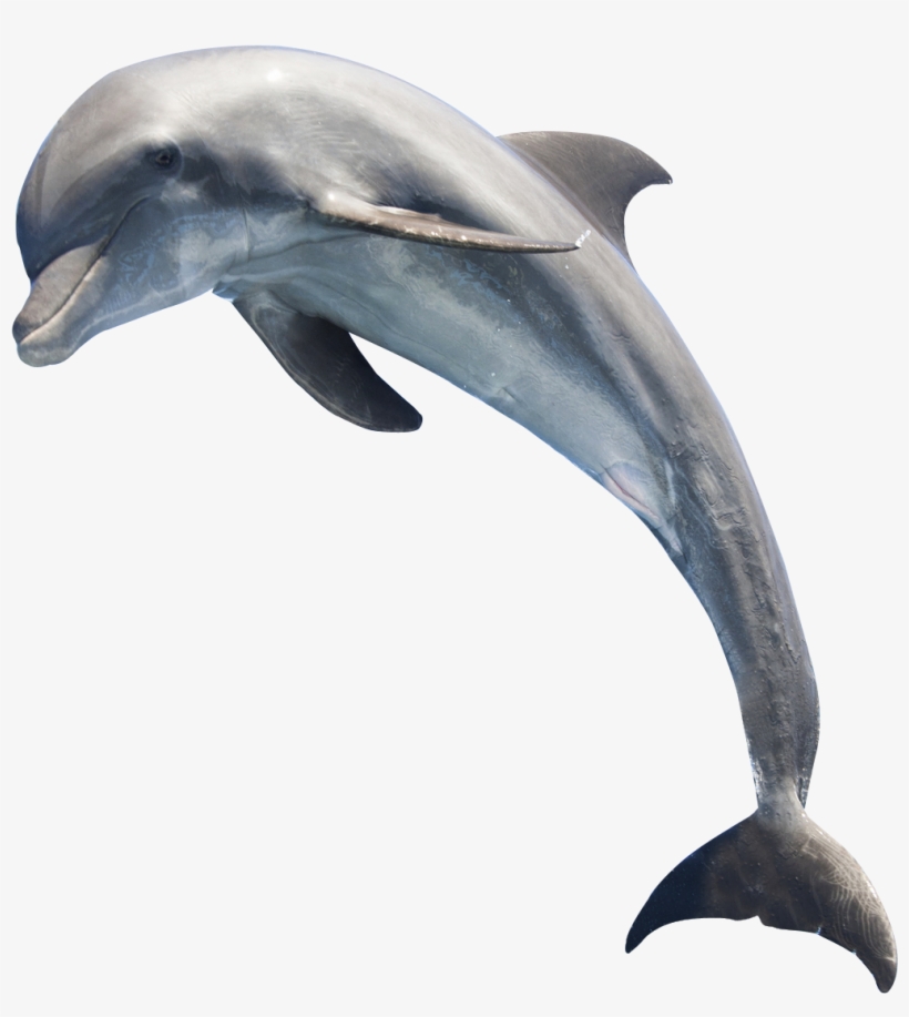 Dolphin Png Image - Dolphin Png Transparent PNG - 1208x1301 - Free