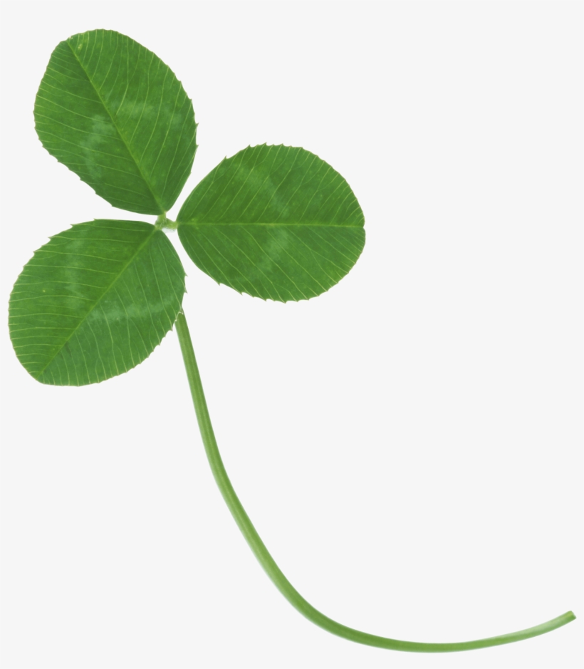 Png Transparent Stock Clover Transparent - Клевер Png, transparent png download