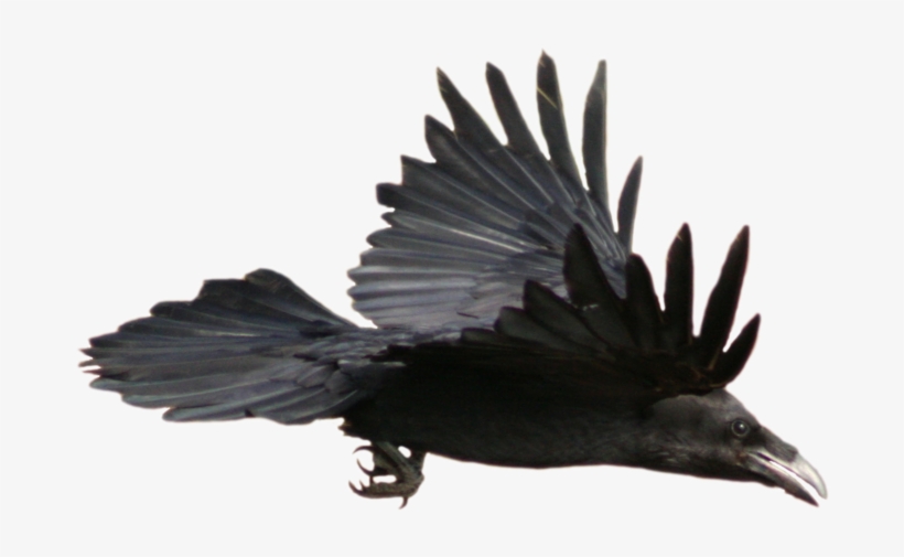 Crow Png Image - Works Of Edgar Allan Poe - [book], transparent png download