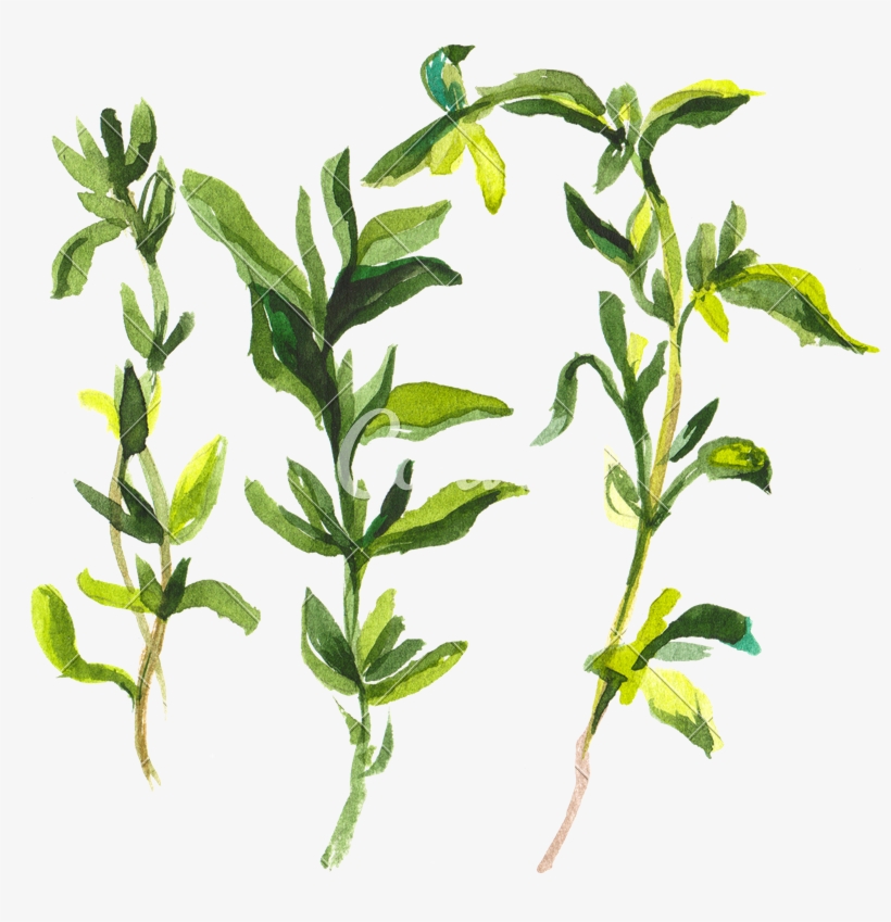 Leaves Photos By Canva - Акварель Овощи, transparent png download