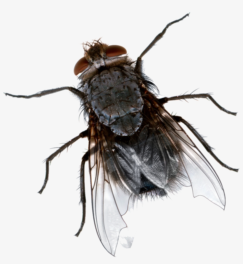 Fly Png Picture - Fly Png Transparent, transparent png download