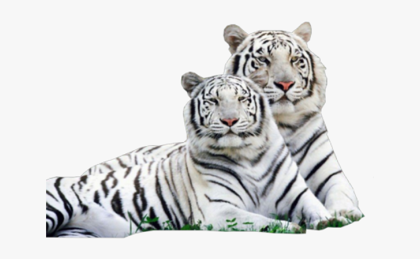 White Tiger Png - White Tiger Png Png, transparent png download