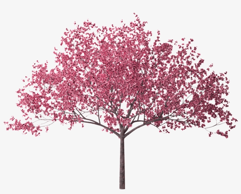 Pink Trees - Cherry Blossom Tree Pink Package 8 Trees : 15 to 40 feet tall and wide.